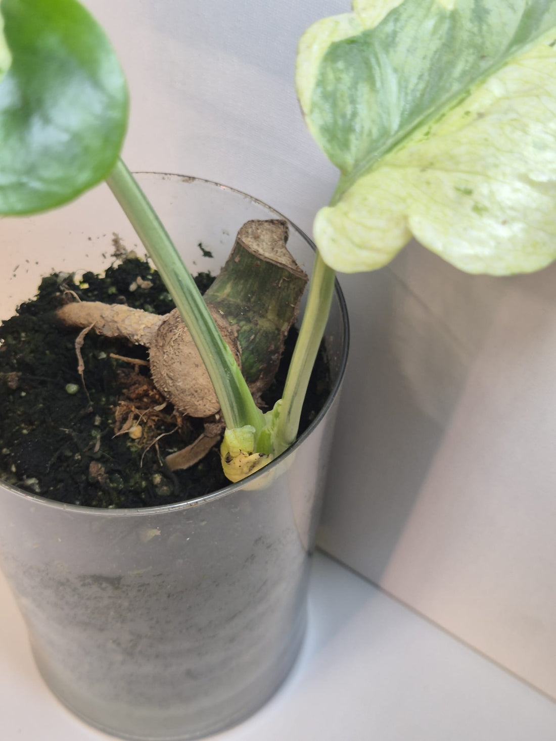 Monstera Deliciosa „Masterpiece“ (Indo)