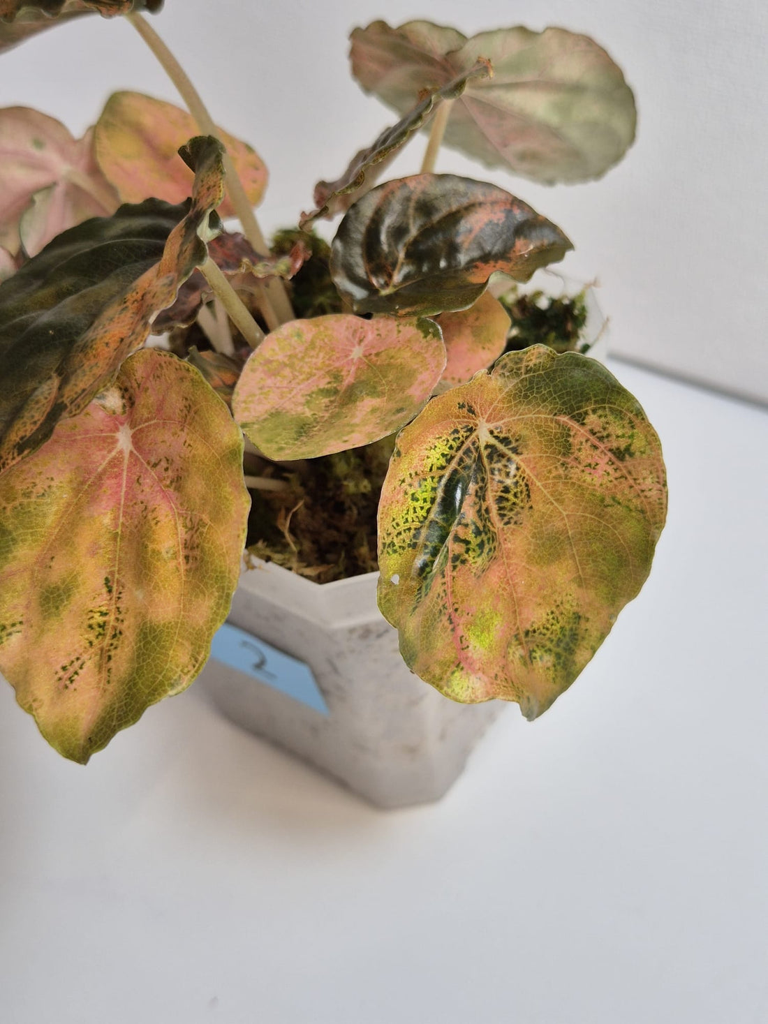 Peperomia Pink Lady