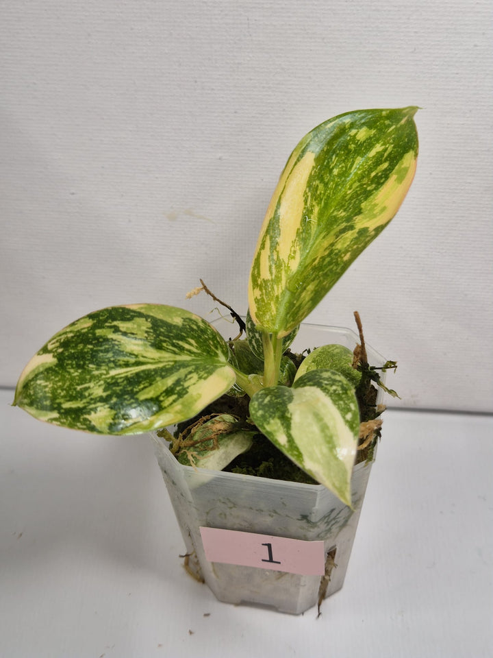 Philodendron Green Congo Variegata