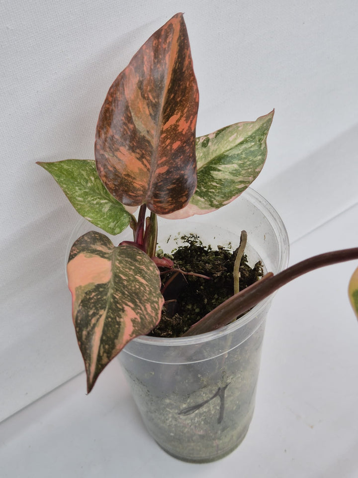 Philodendron Orange Princess Galaxy Variegata