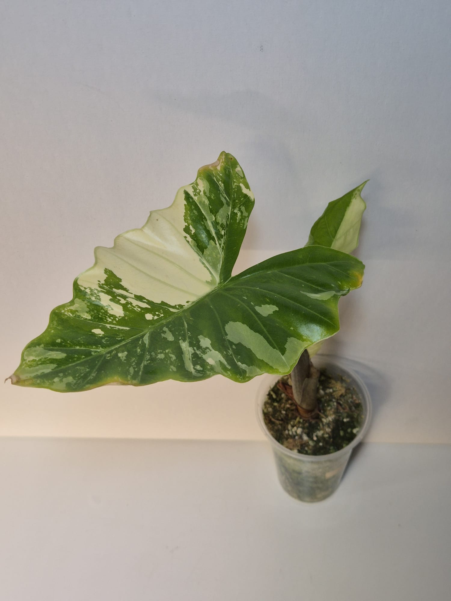 Alocasia Low Rider Albo Variegata
