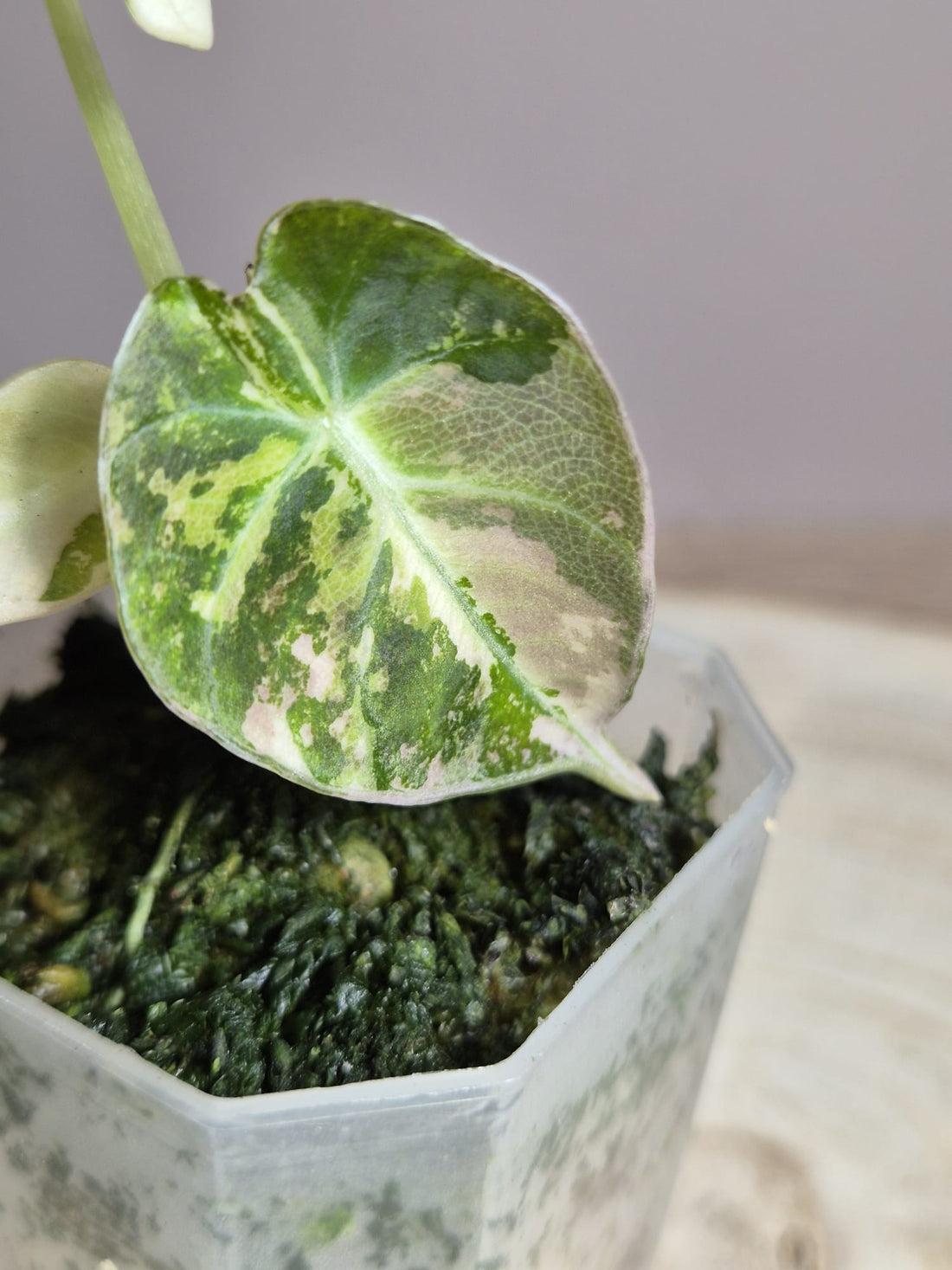 Alocasia Black Velvet Pink Variegata