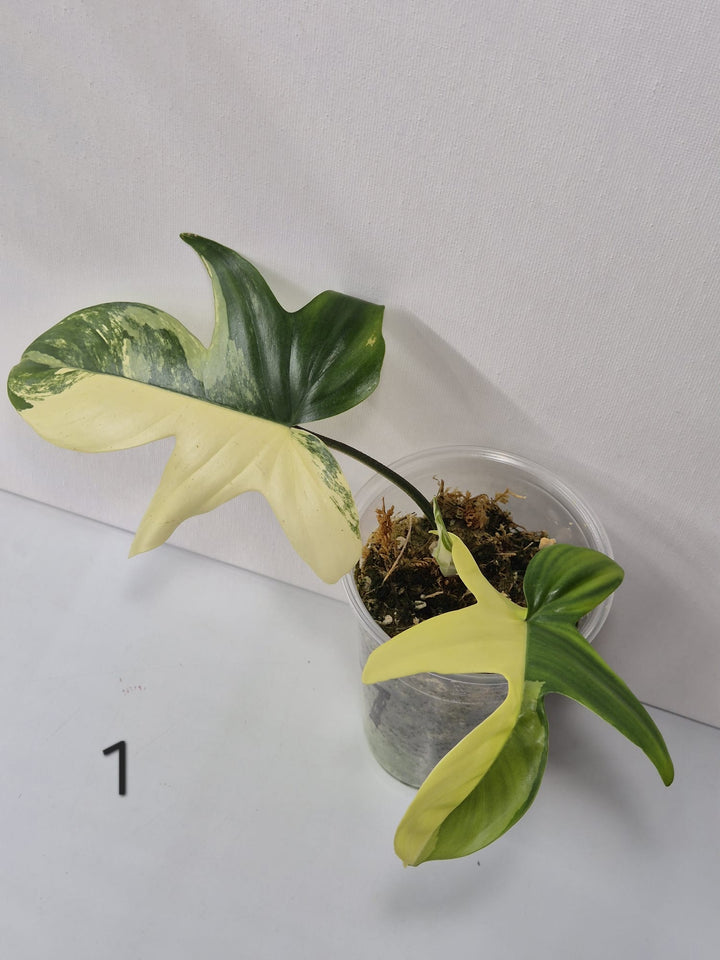 Philodendron Florida Beauty Variegata – Kopfstecklinge mit attraktiver Panaschierung
