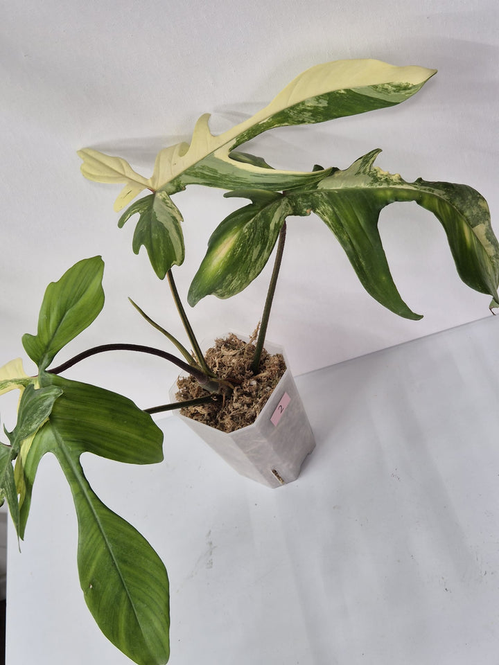 Philodendron Florida Beauty kaufen, Philodendron Variegata, panaschierter Philodendron, seltene Kletterpflanze, tropische Zimmerpflanzen, dekorative Blattpflanzen, Florida Beauty Philodendron