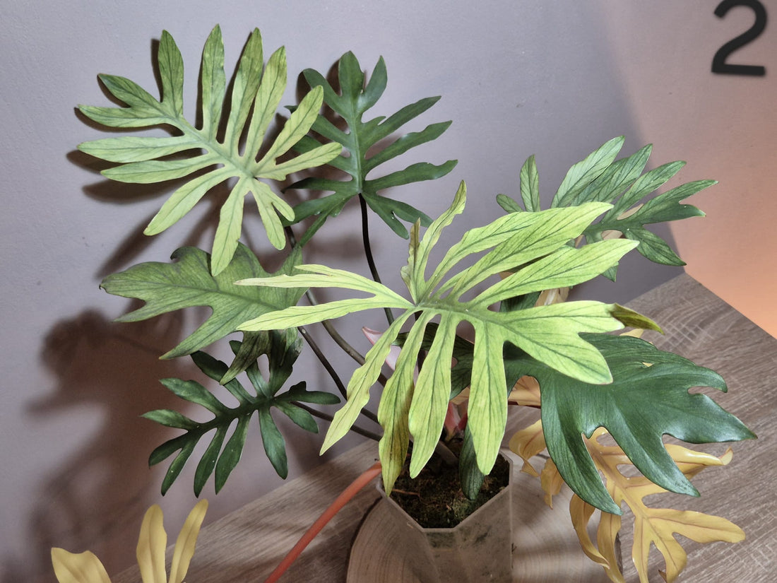 Philodendron Squamiferum x Mayoi