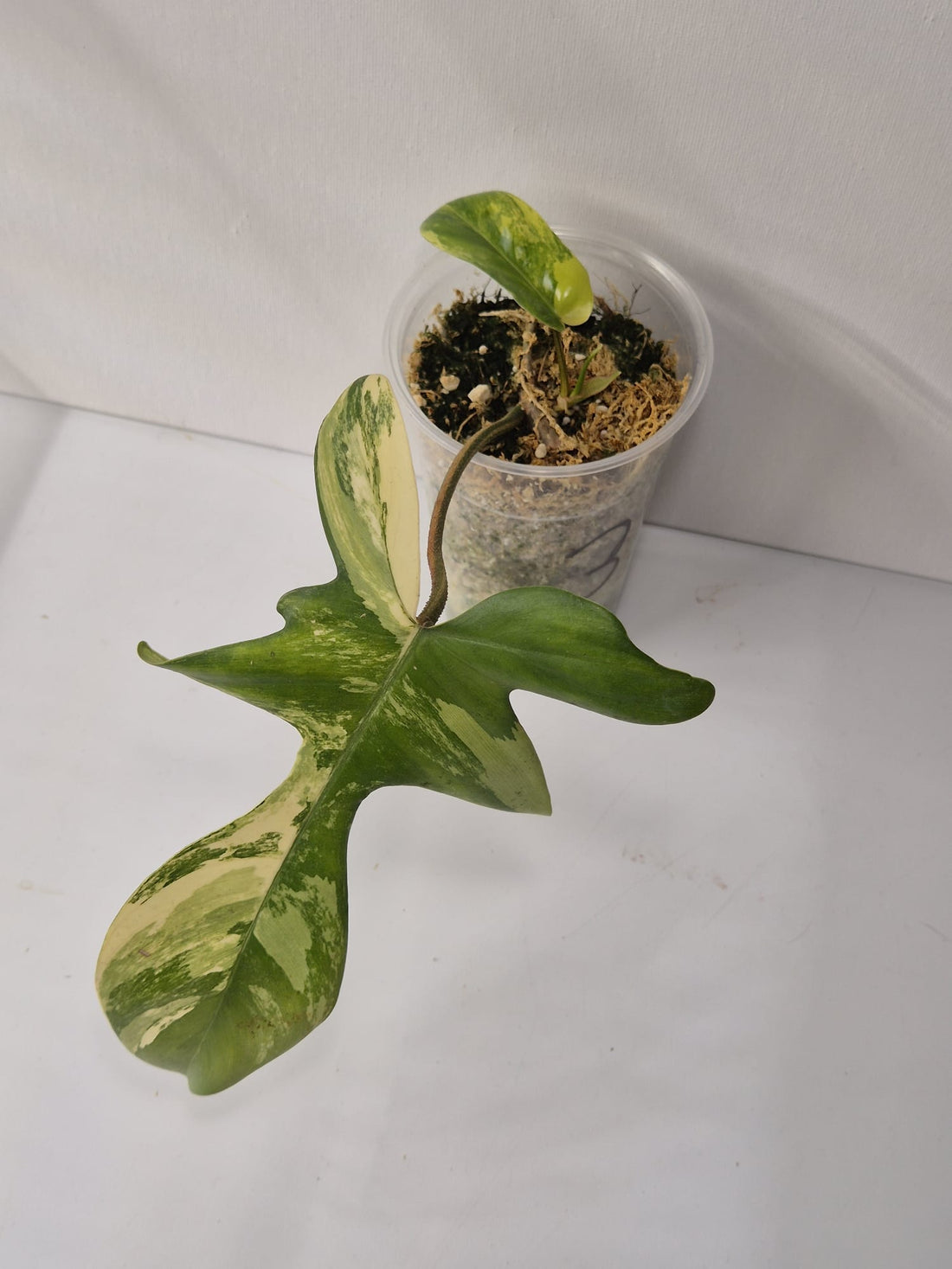 Philodendron Florida Beauty Variegata – Kopfstecklinge mit attraktiver Panaschierung