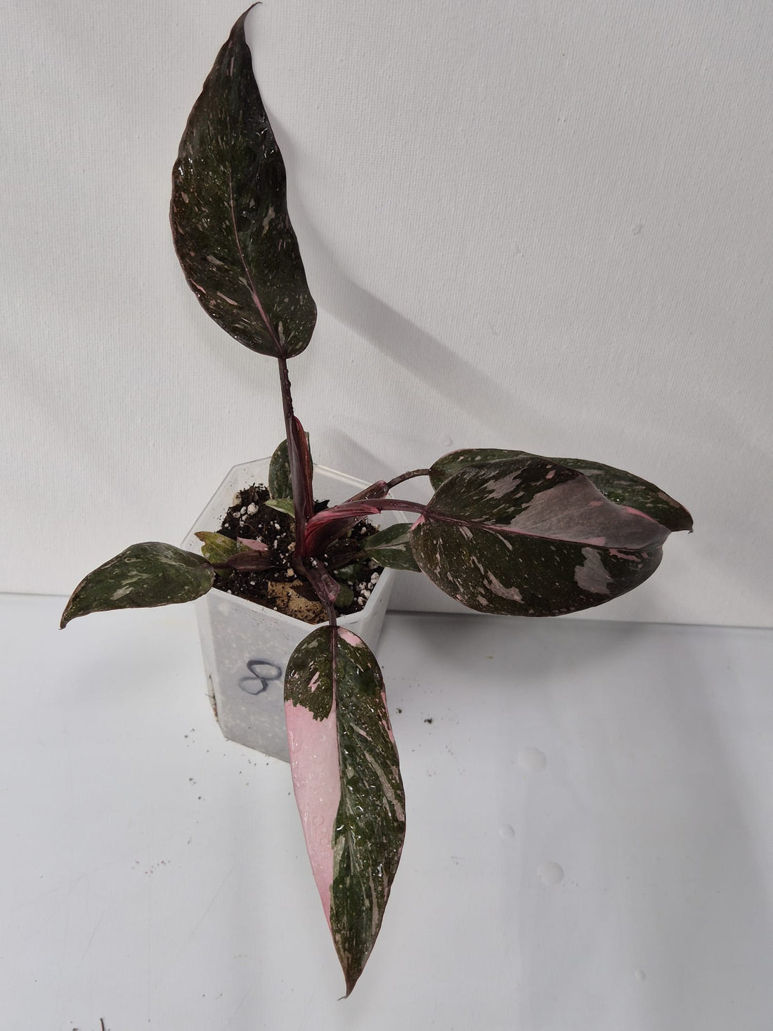 Philodendron Pink Princess Galaxy – dekorative Zimmerpflanze mit einzigartigem Farbspiel