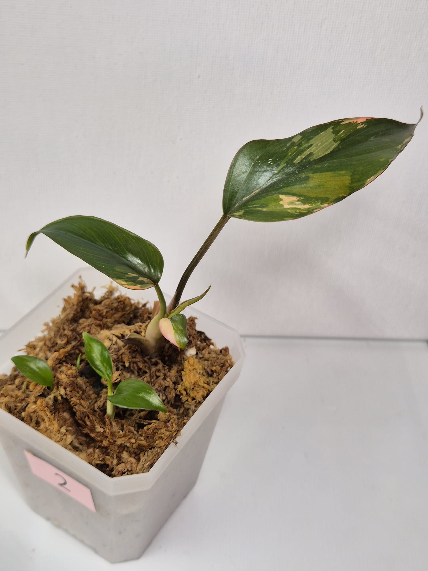 Homalomena Pink Diamond kaufen, Homalomena rosa, Zimmerpflanze mit Panaschierung, Homalomena pflegeleicht, dekorative Zimmerpflanzen, rosa Blattpflanze, Panaschierte Homalomena