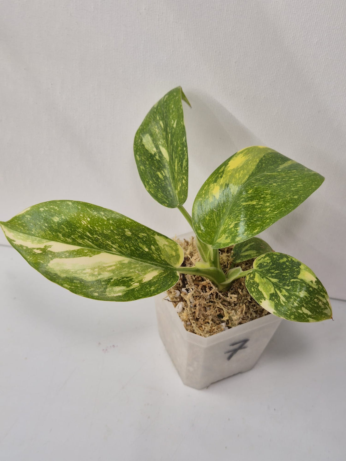 Philodendron Green Congo Variegata