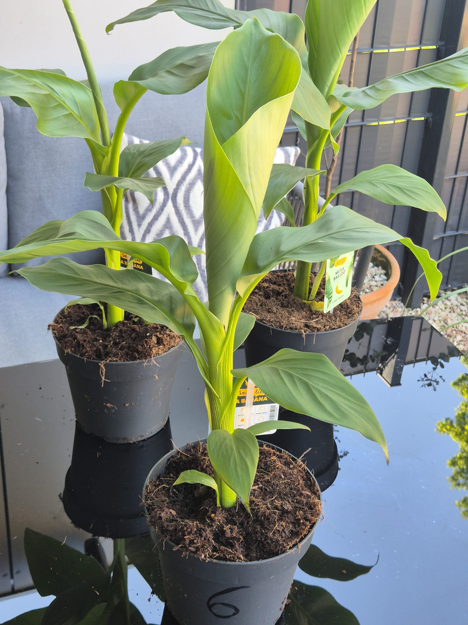 Musa Basjoo kaufen, winterharte Banane, Bananenpflanze Garten, exotische Pflanzen winterhart, Bananenstaude online kaufen, tropische Pflanzen für Terrasse