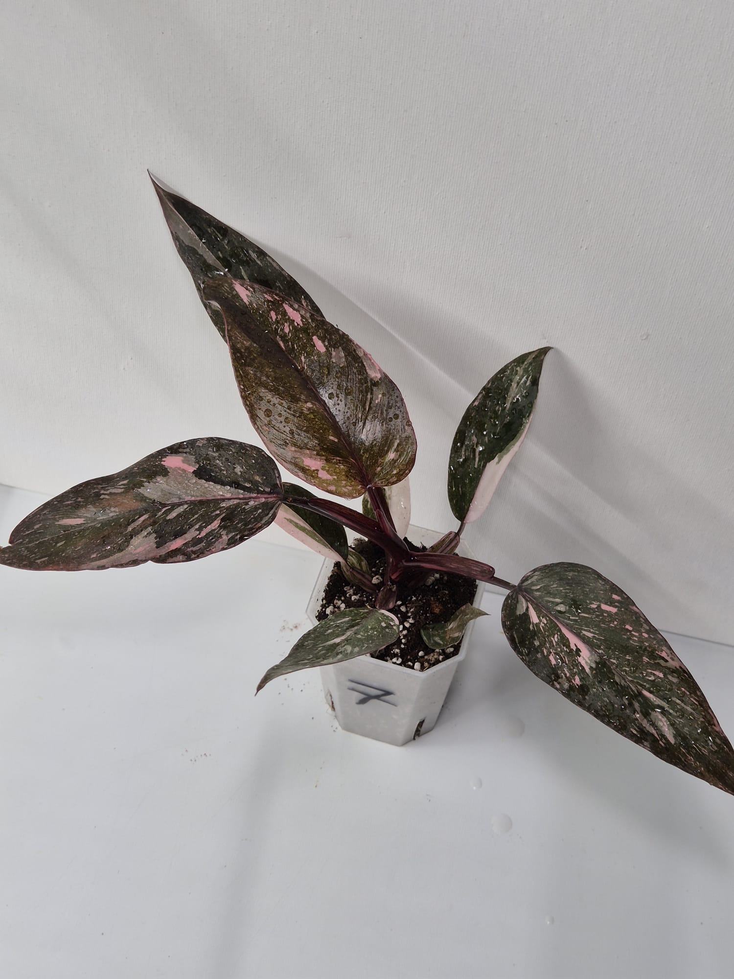 Philodendron Pink Princess Galaxy – dekorative Zimmerpflanze mit einzigartigem Farbspiel