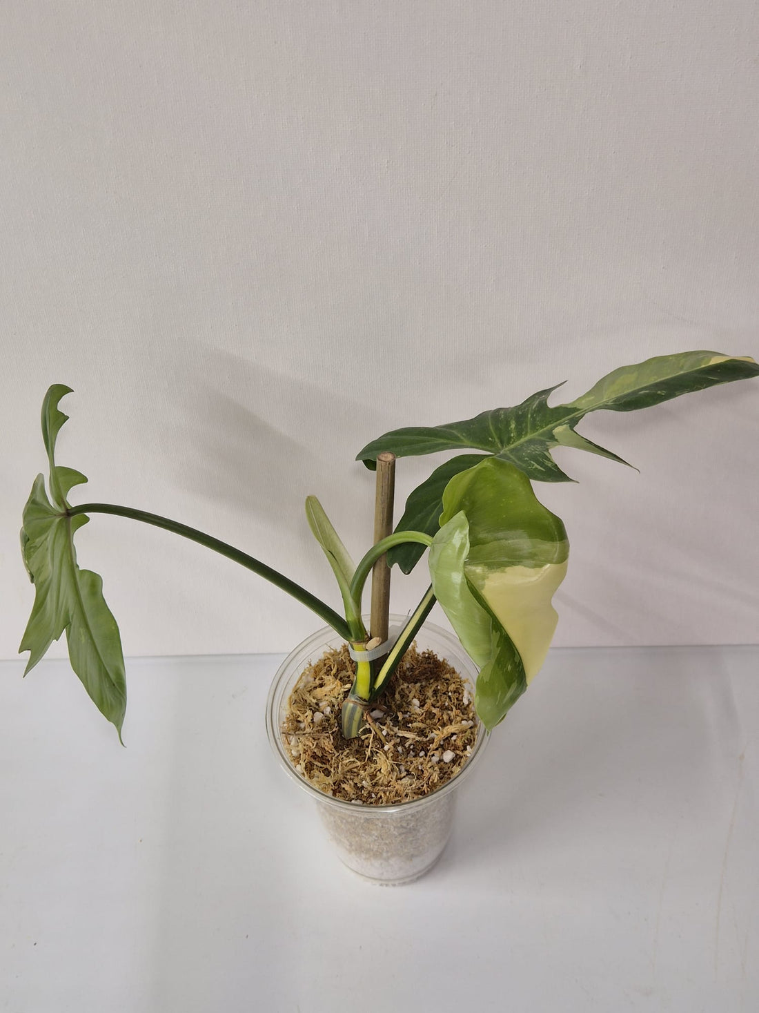 Philodendron Golden Dragon Variegata