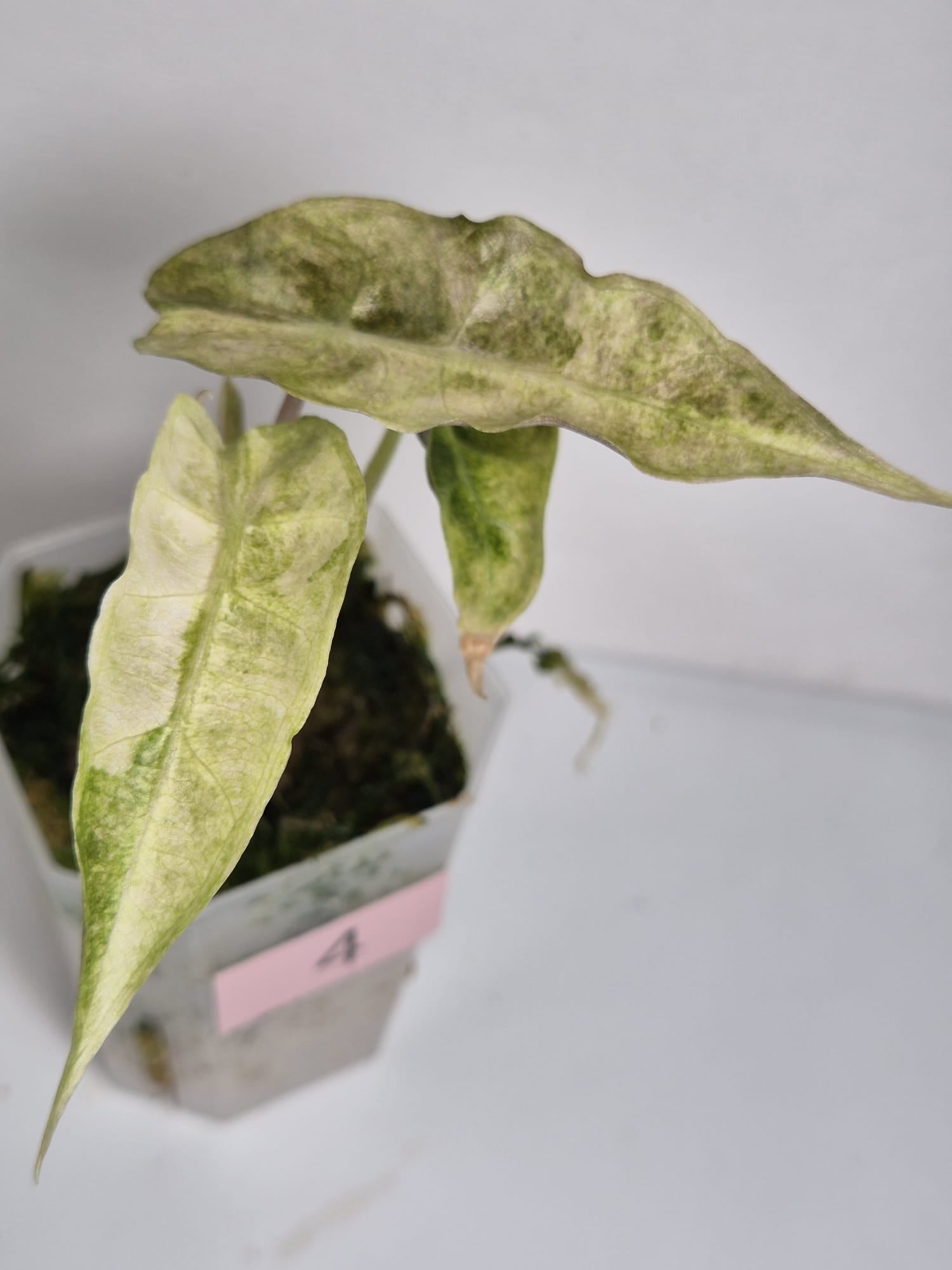 Alocasia Polly Variegata