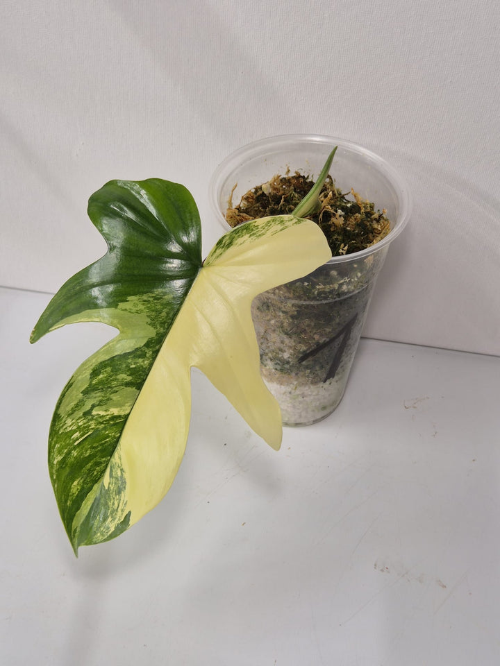 Philodendron Florida Beauty Variegata – Kopfstecklinge mit attraktiver Panaschierung