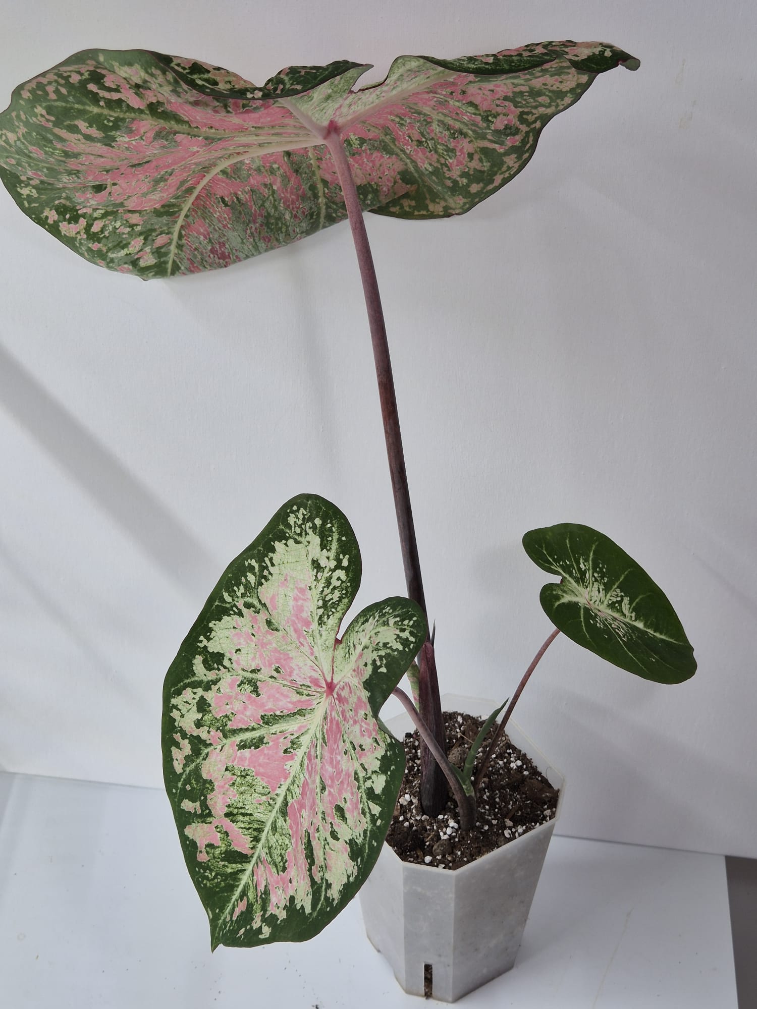 Caladium Pink Cloud – Zarte Rosatöne für stilvolle Pflanzträume