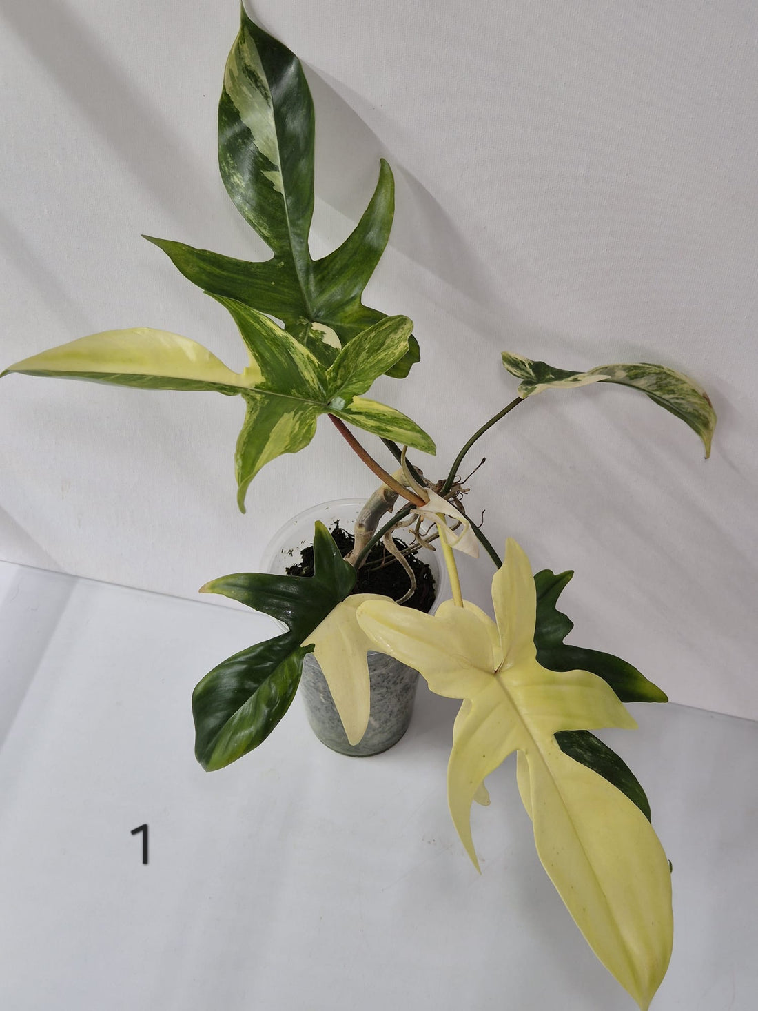 Philodendron Florida Beauty Variegata – Stecklinge + ganze Pflanzen mit attraktiver Panaschierung