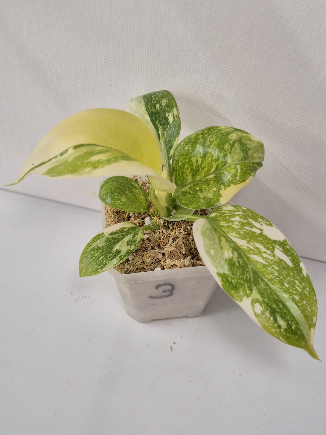 Philodendron Green Congo Variegata