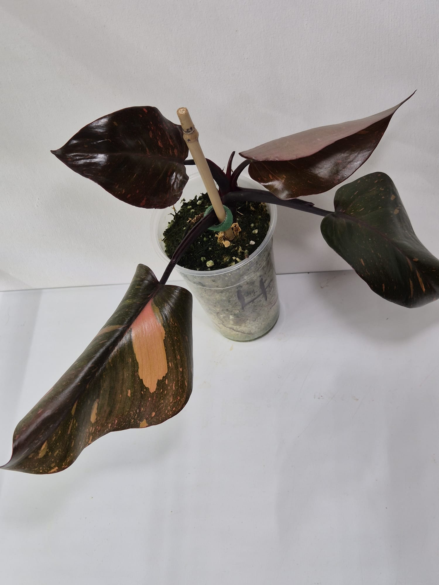 Philodendron Orange Princess Variegata Stecklinge