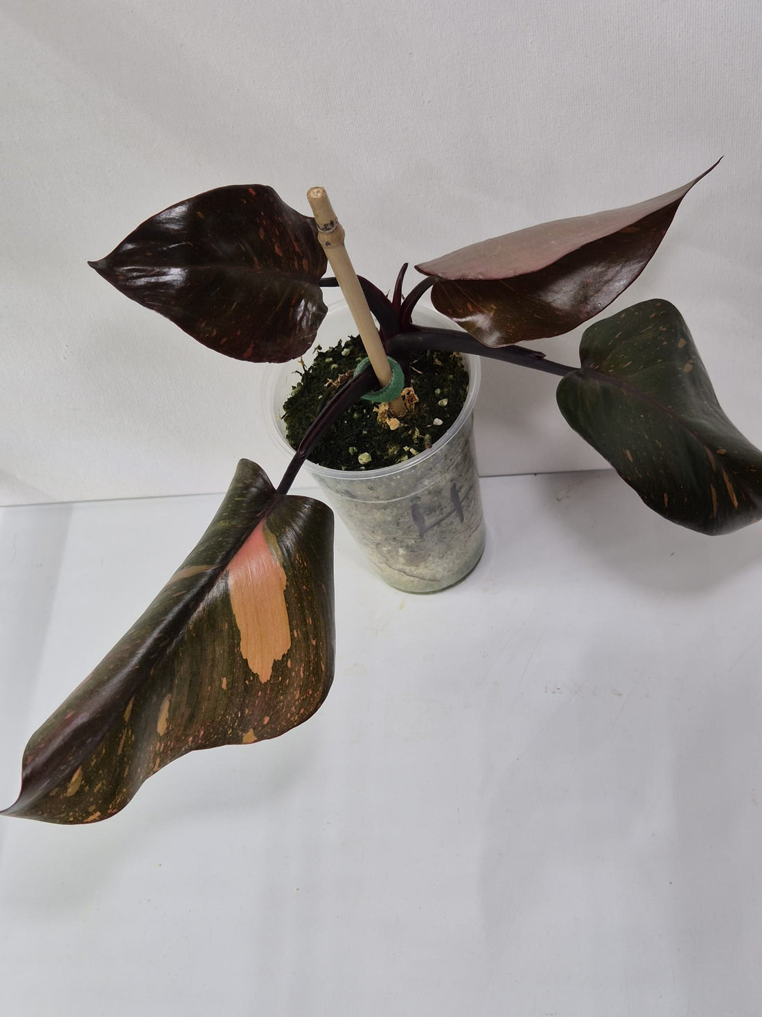 Philodendron Orange Princess Variegata Stecklinge