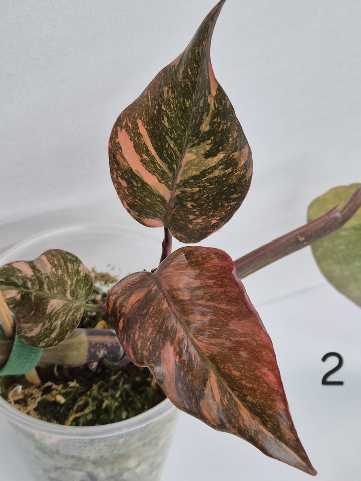 Philodendron Orange Princess Galaxy Variegata