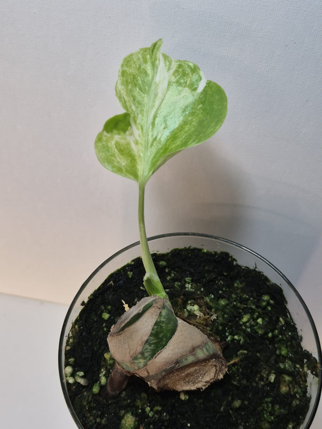 Monstera Deliciosa „Masterpiece“ (Indo)