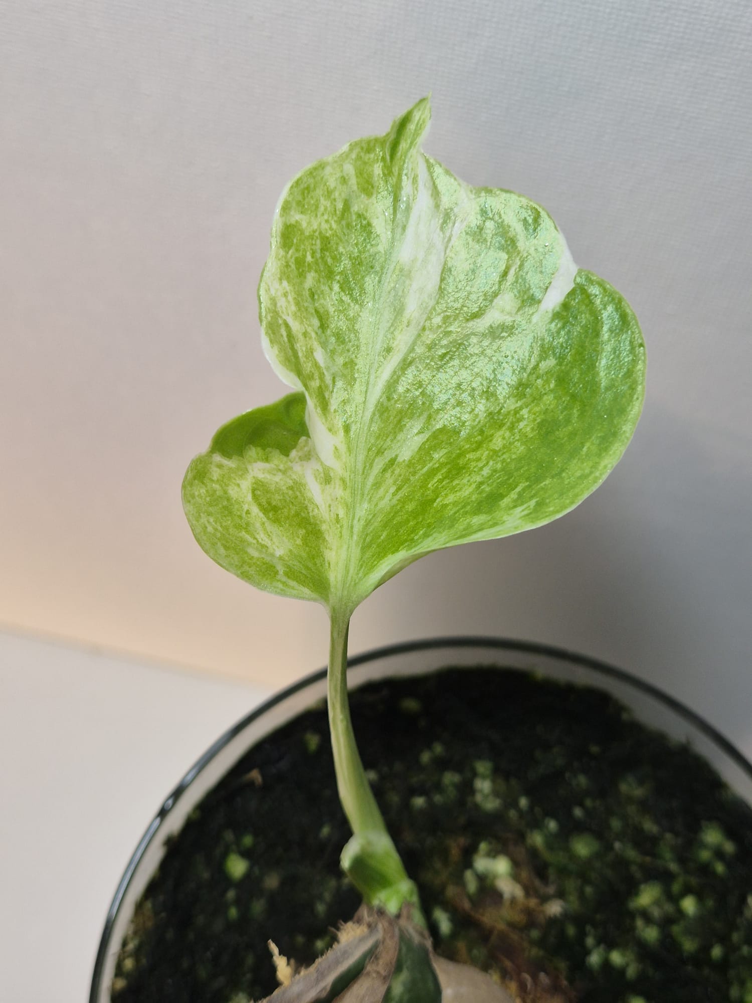 Monstera Deliciosa „Masterpiece“ (Indo)