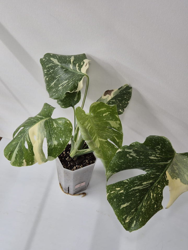 Monstera Thai Constellation – Tropischer Star mit cremeweißer Sternenzeichnung