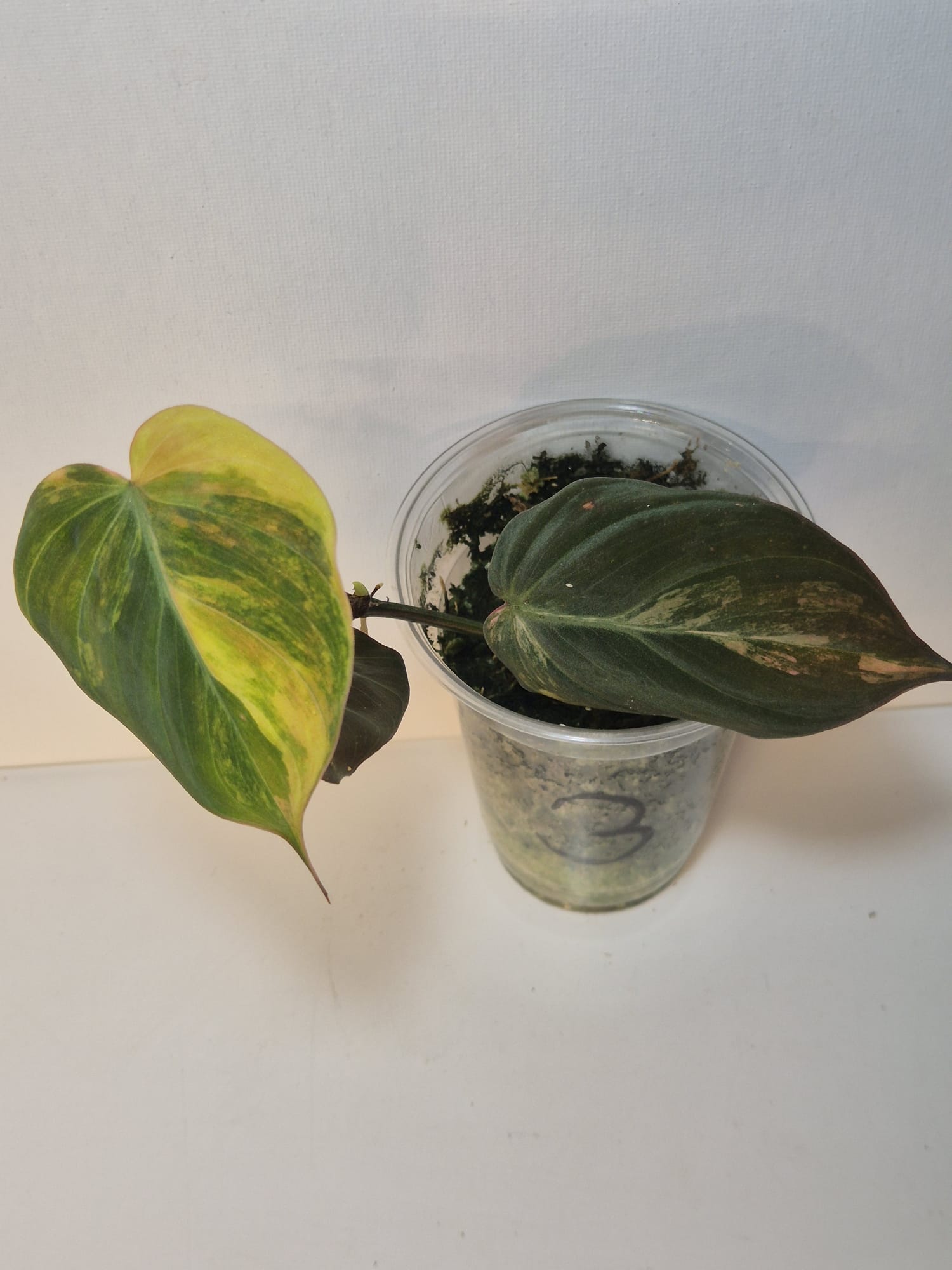 Philodendron Micans Variegata