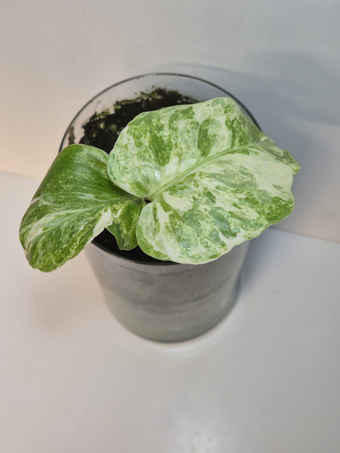 Monstera Deliciosa „Masterpiece“ (Indo)