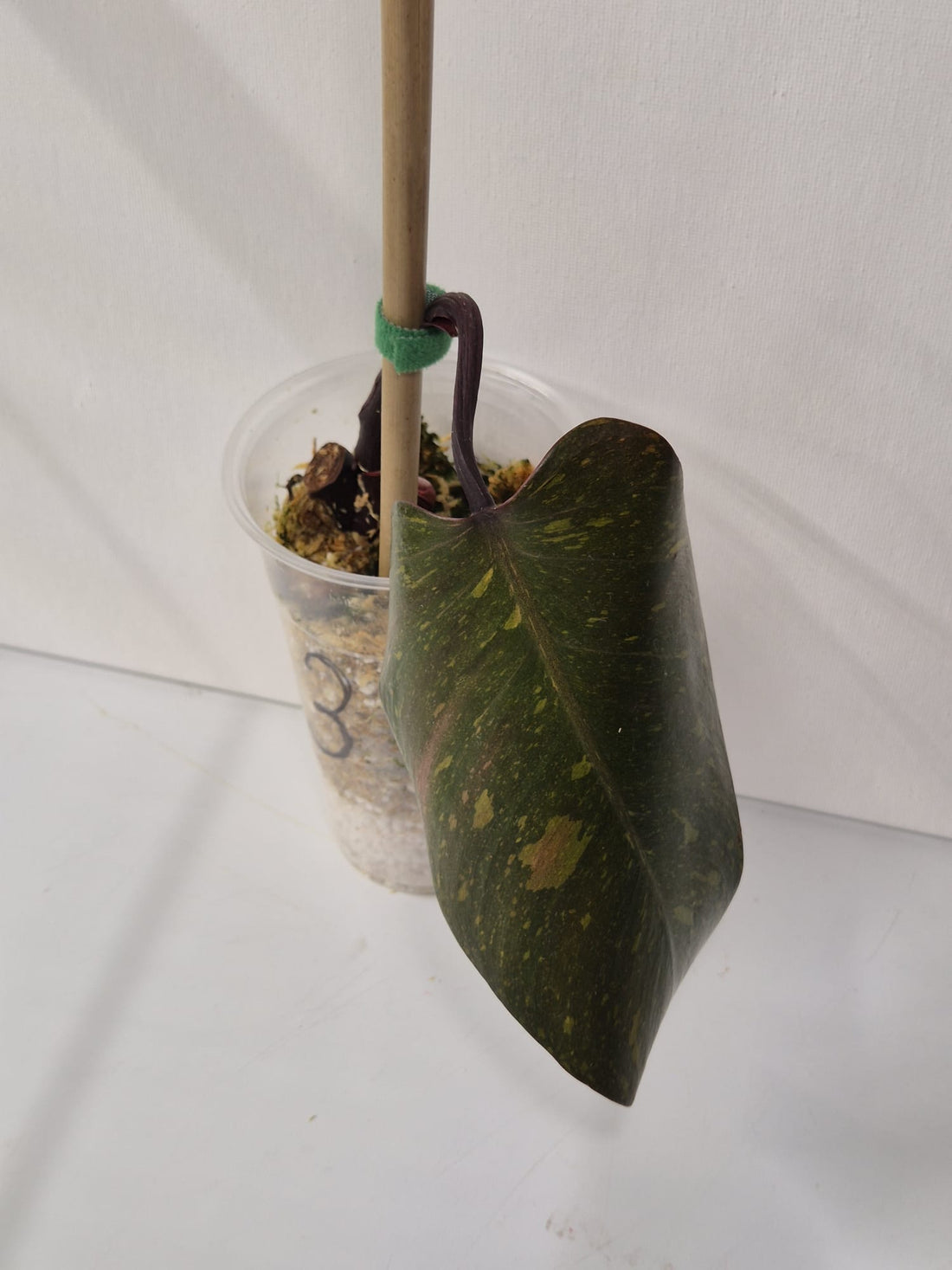 Philodendron Orange Princess Variegata Stammstecklinge