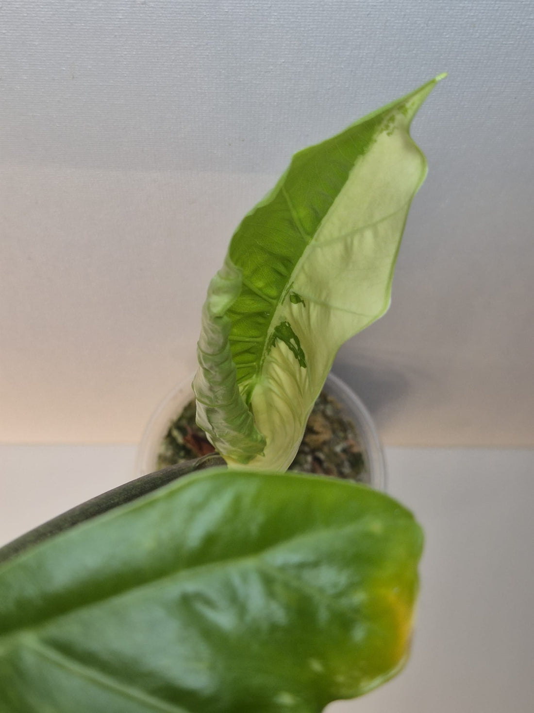 Alocasia Low Rider Albo Variegata