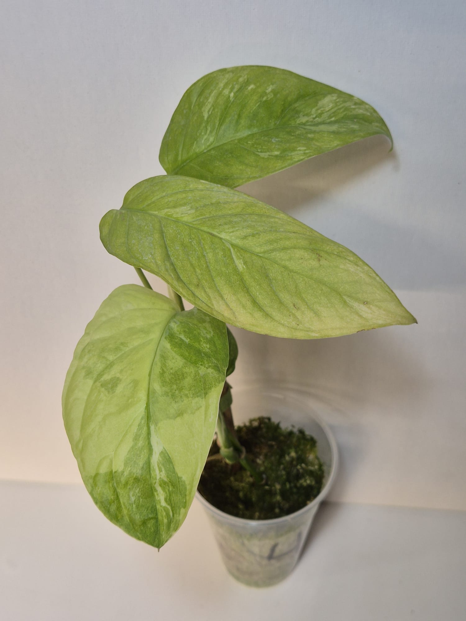 Monstera obliqua Mayuna Variegata