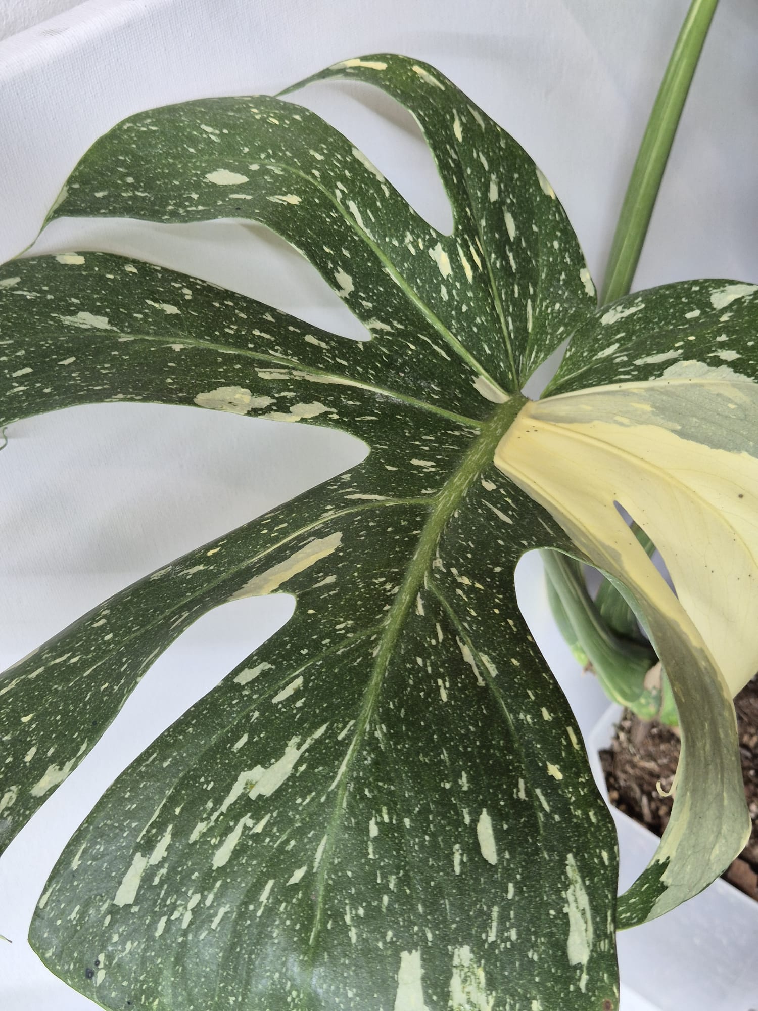 Monstera Thai Constellation