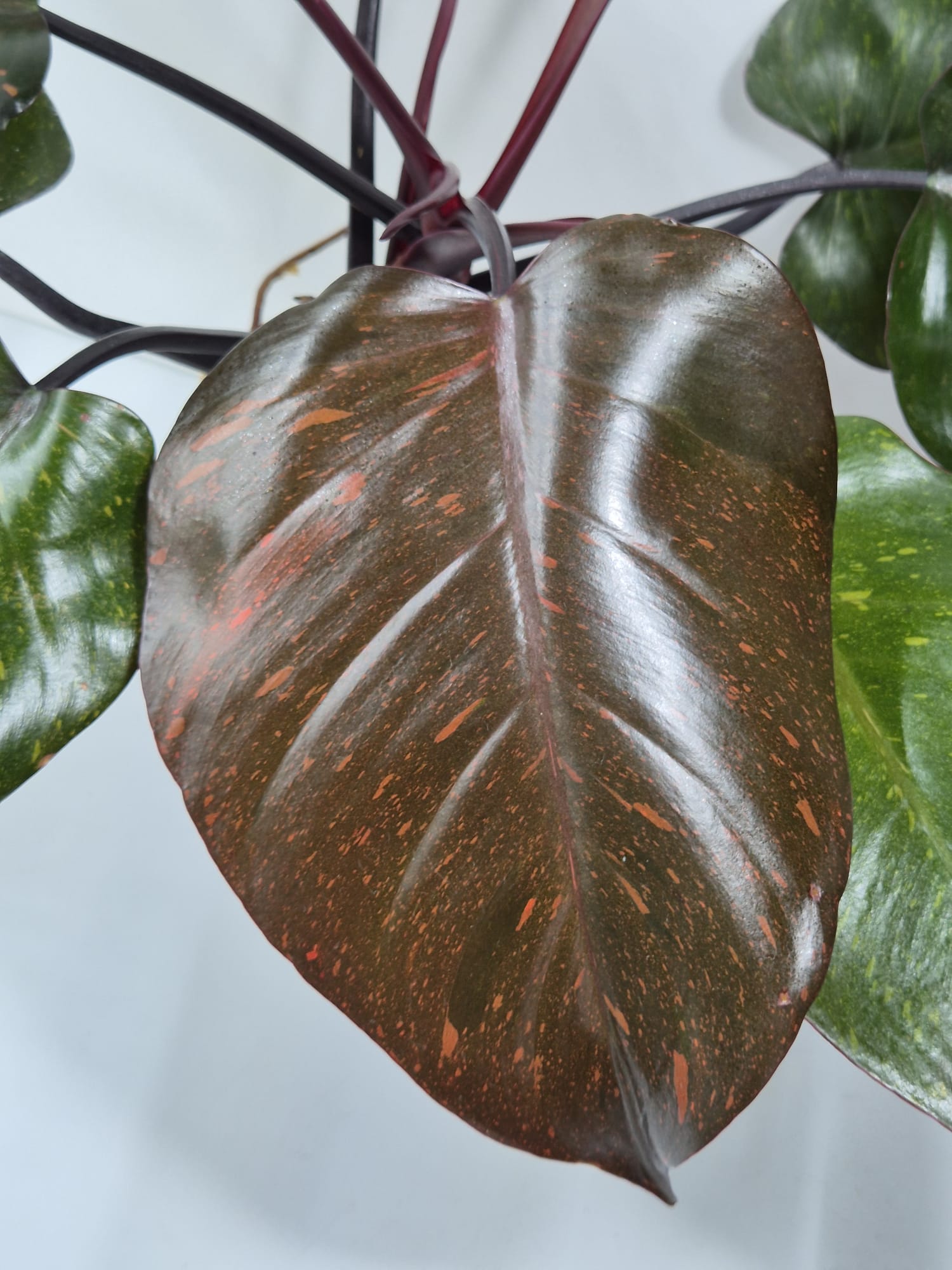 Philodendron Orange Princess kaufen, Philodendron Variegata, bunte Zimmerpflanze, seltene Philodendron, Philodendron orange grün, Kletterpflanze bunt, pflegeleichte Philodendren