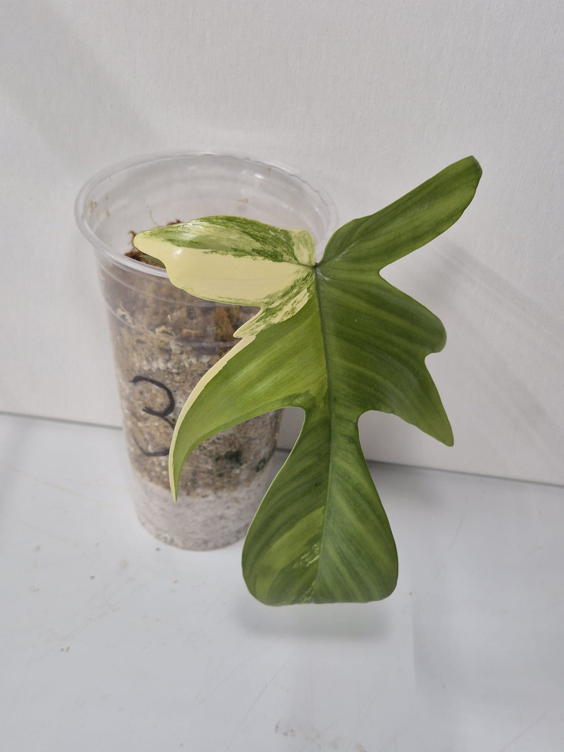 Philodendron Florida Beauty Variegata – Kopfstecklinge mit attraktiver Panaschierung