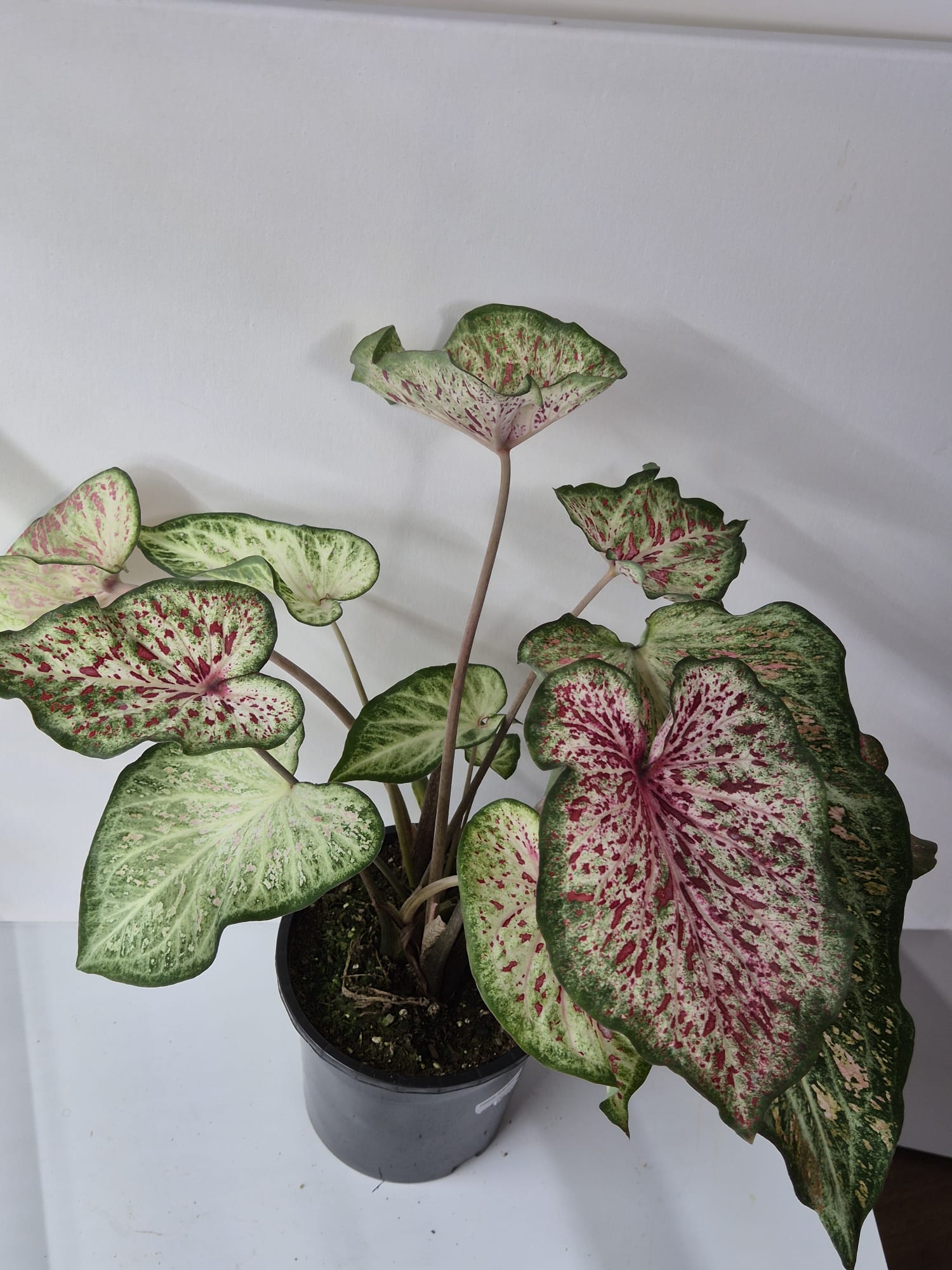 Caladium Gingerland – Zarte Kontraste in Creme, Grün und Pink