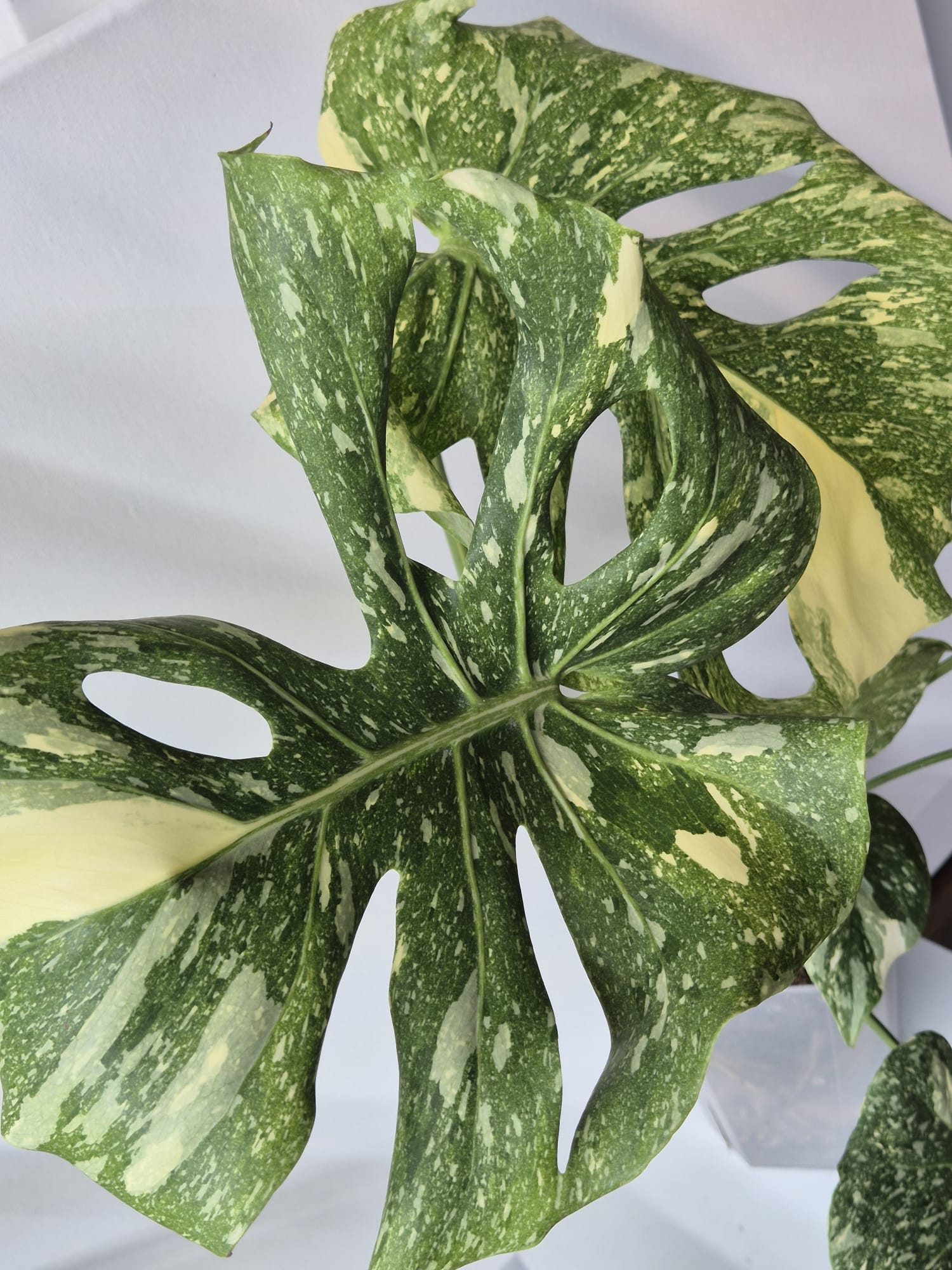 Monstera Thai Constellation