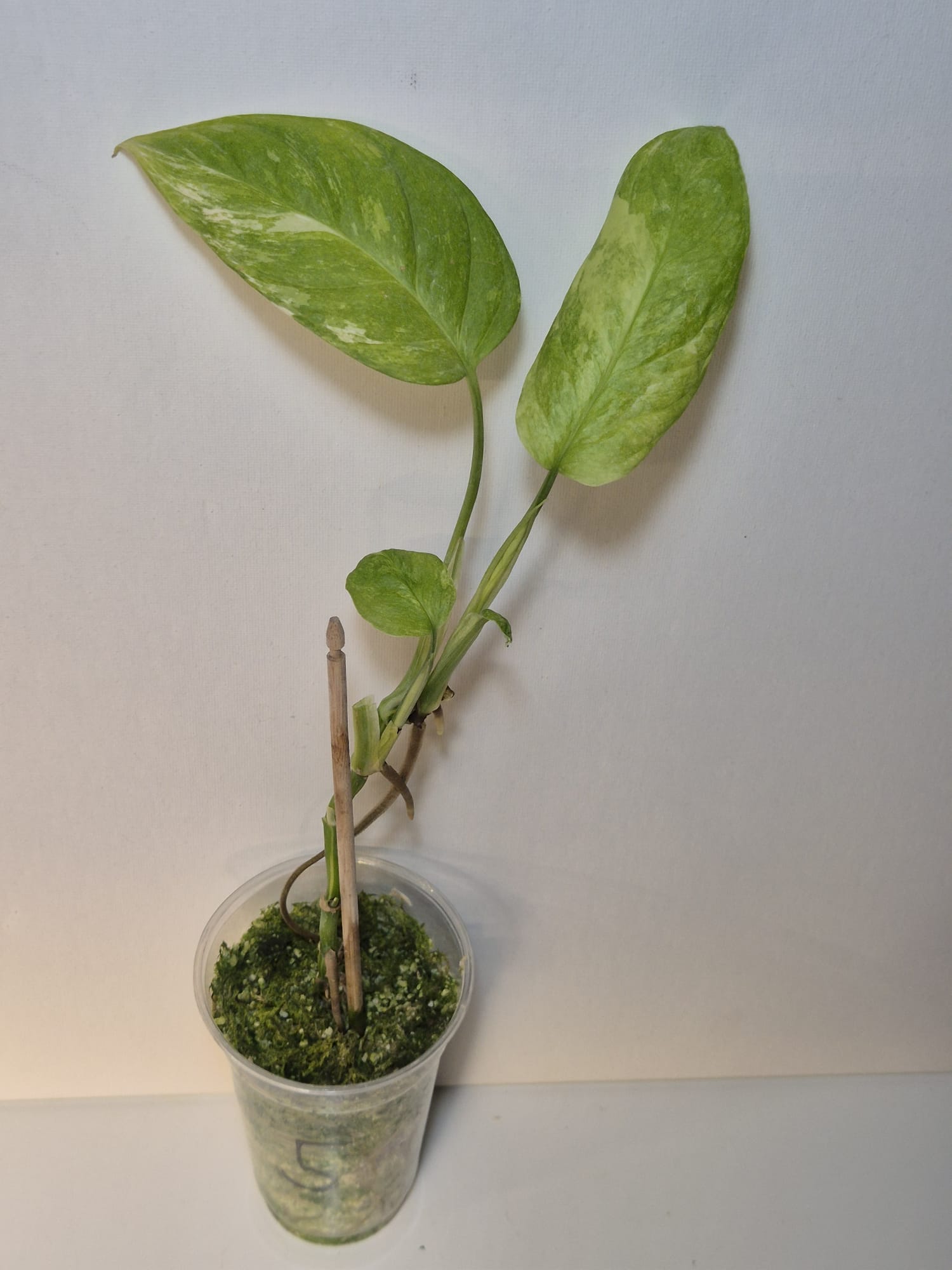 Monstera obliqua Mayuna Variegata