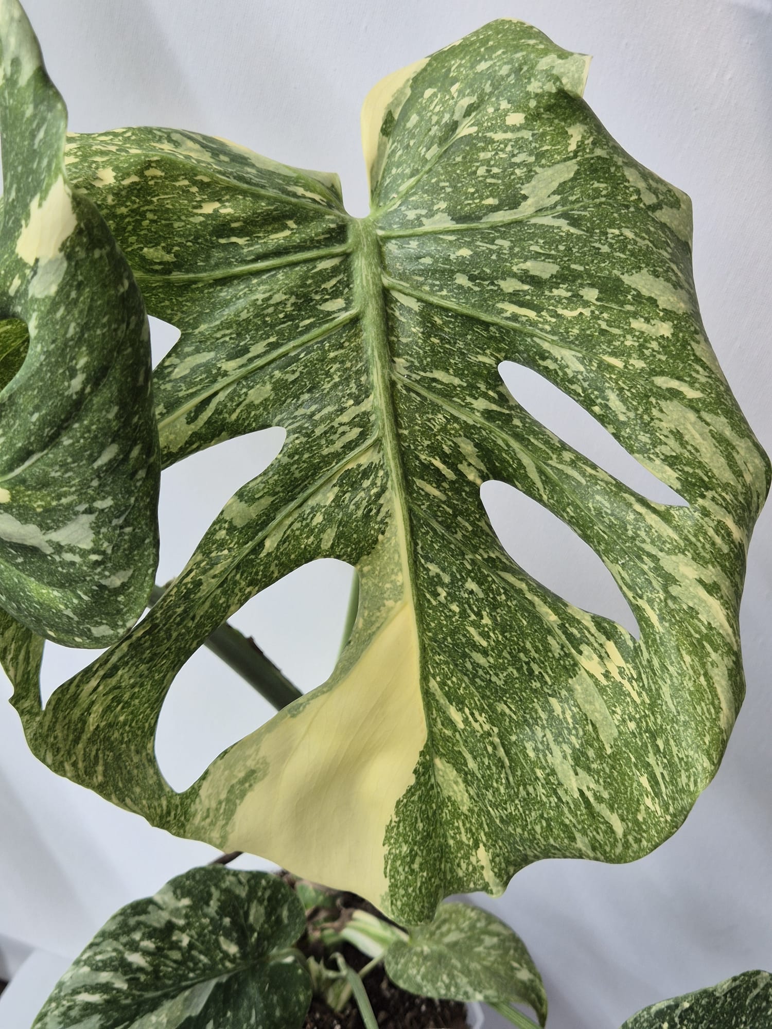 Monstera Thai Constellation