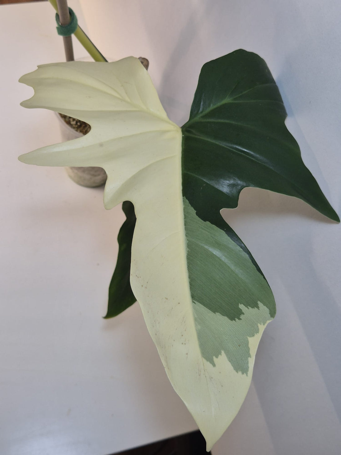 Philodendron Golden Dragon Variegata