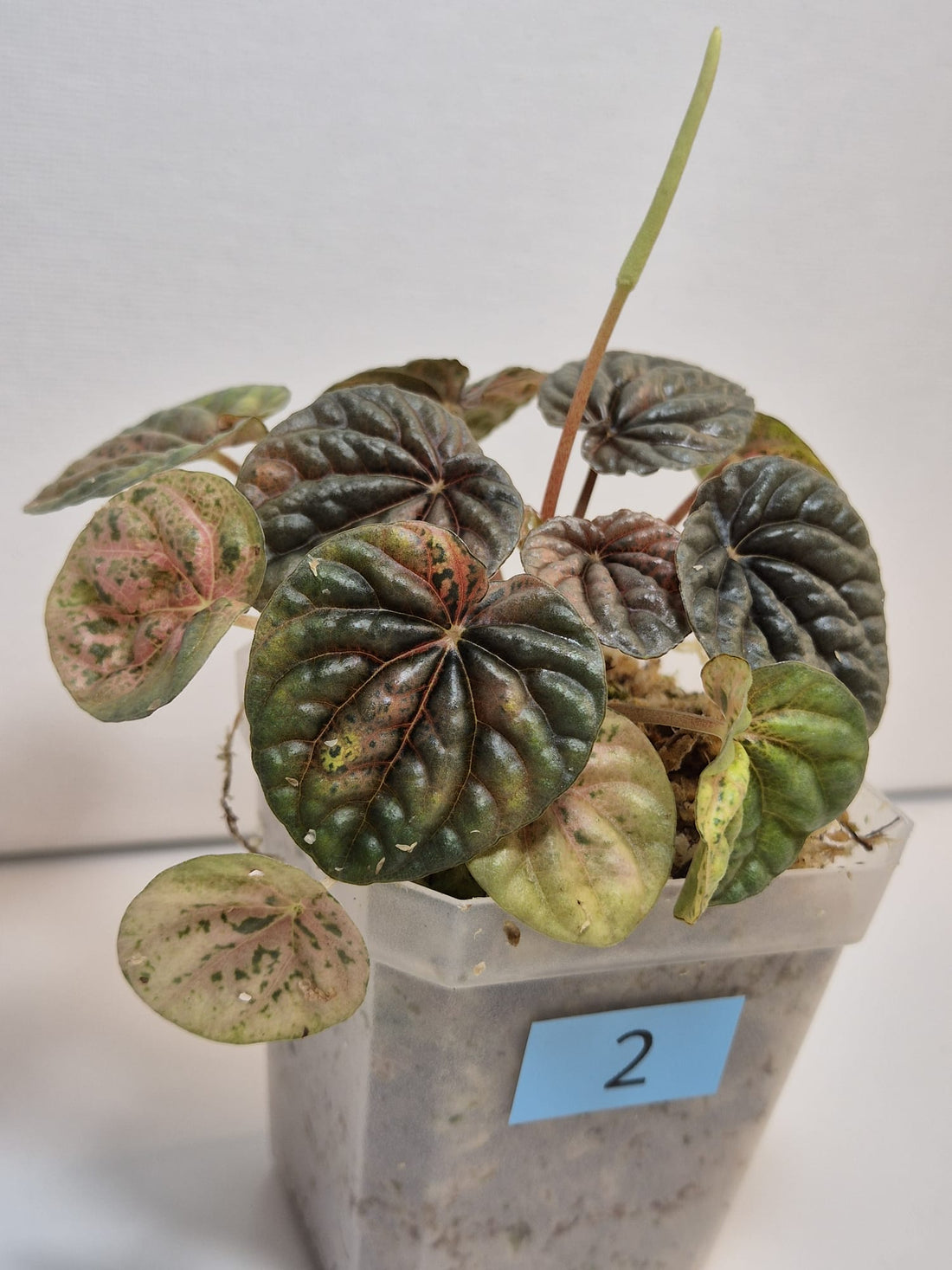 Peperomia Caperata Variegata