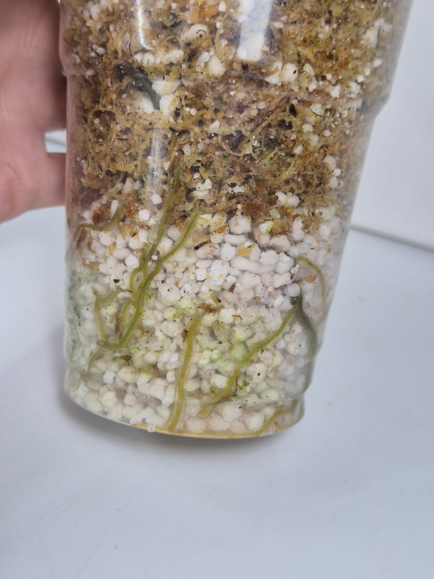 Philodendron Golden Dragon Variegata