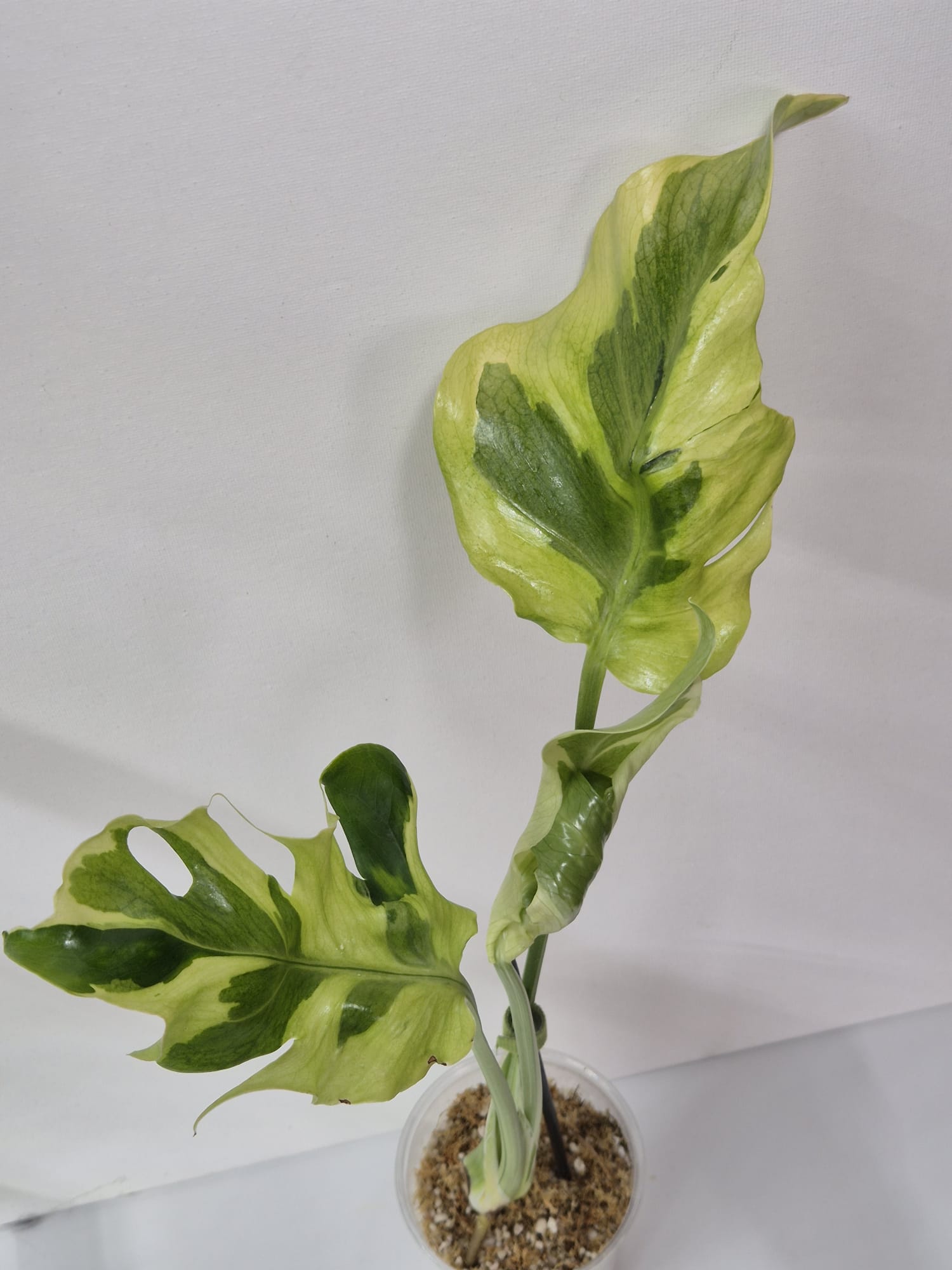 Monstera Flamicito – Kopfsteckling