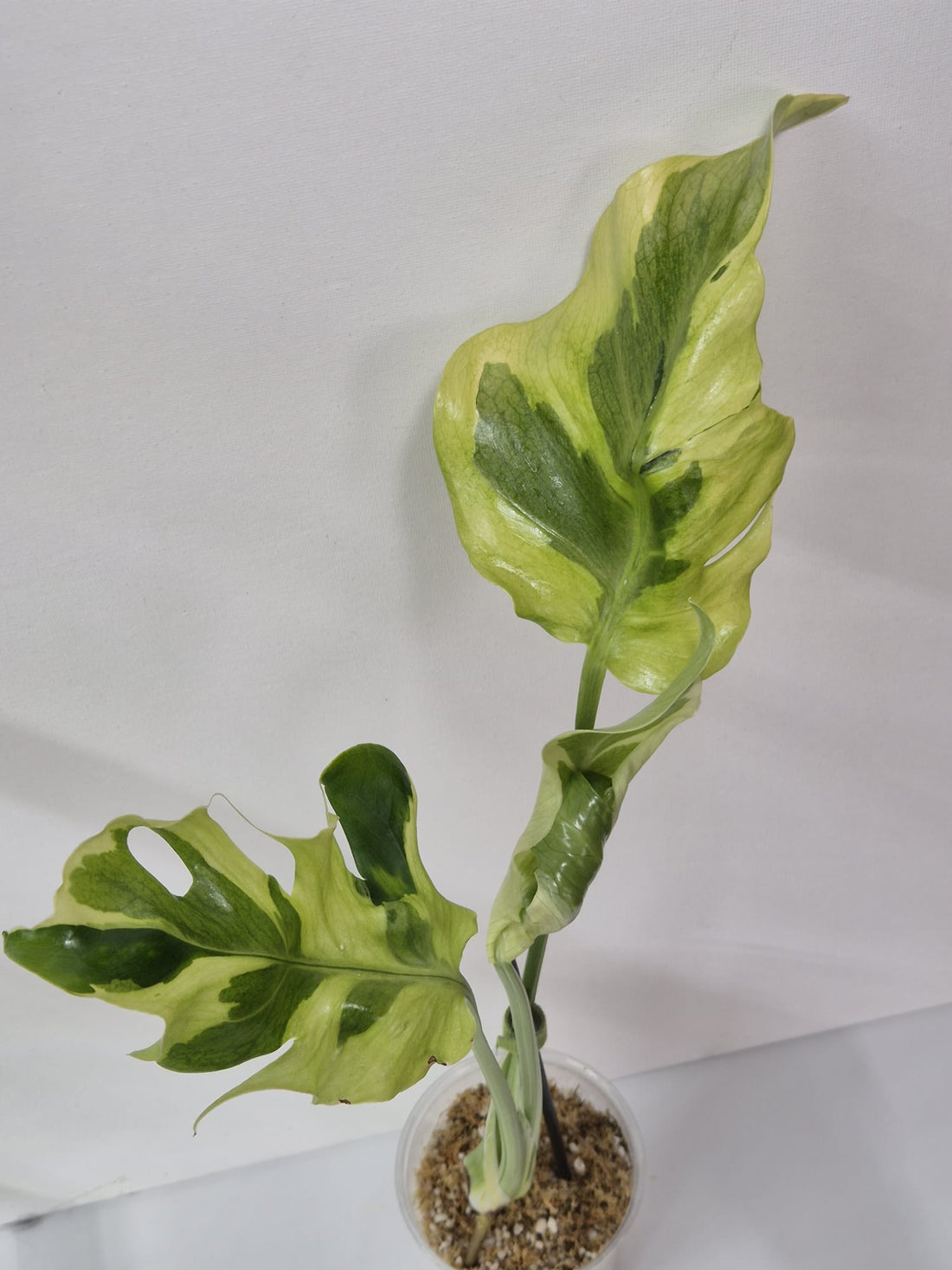 Monstera Flamicito – Kopfsteckling