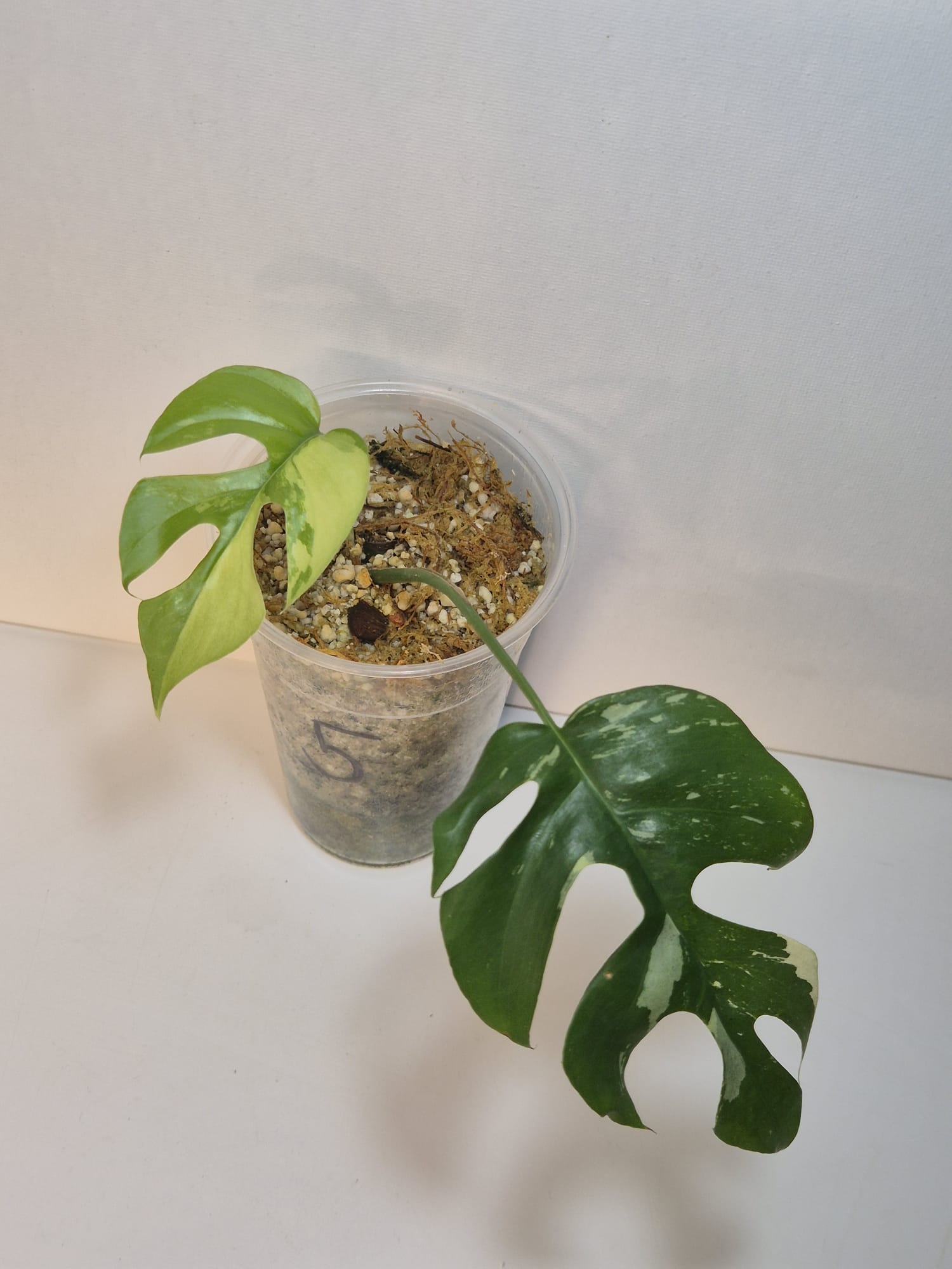 Rhaphidophora tetrasperma variegata – Monstera Minima Variegata
