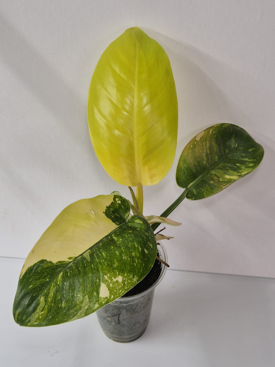 Philodendron Green Congo Marble Variegata