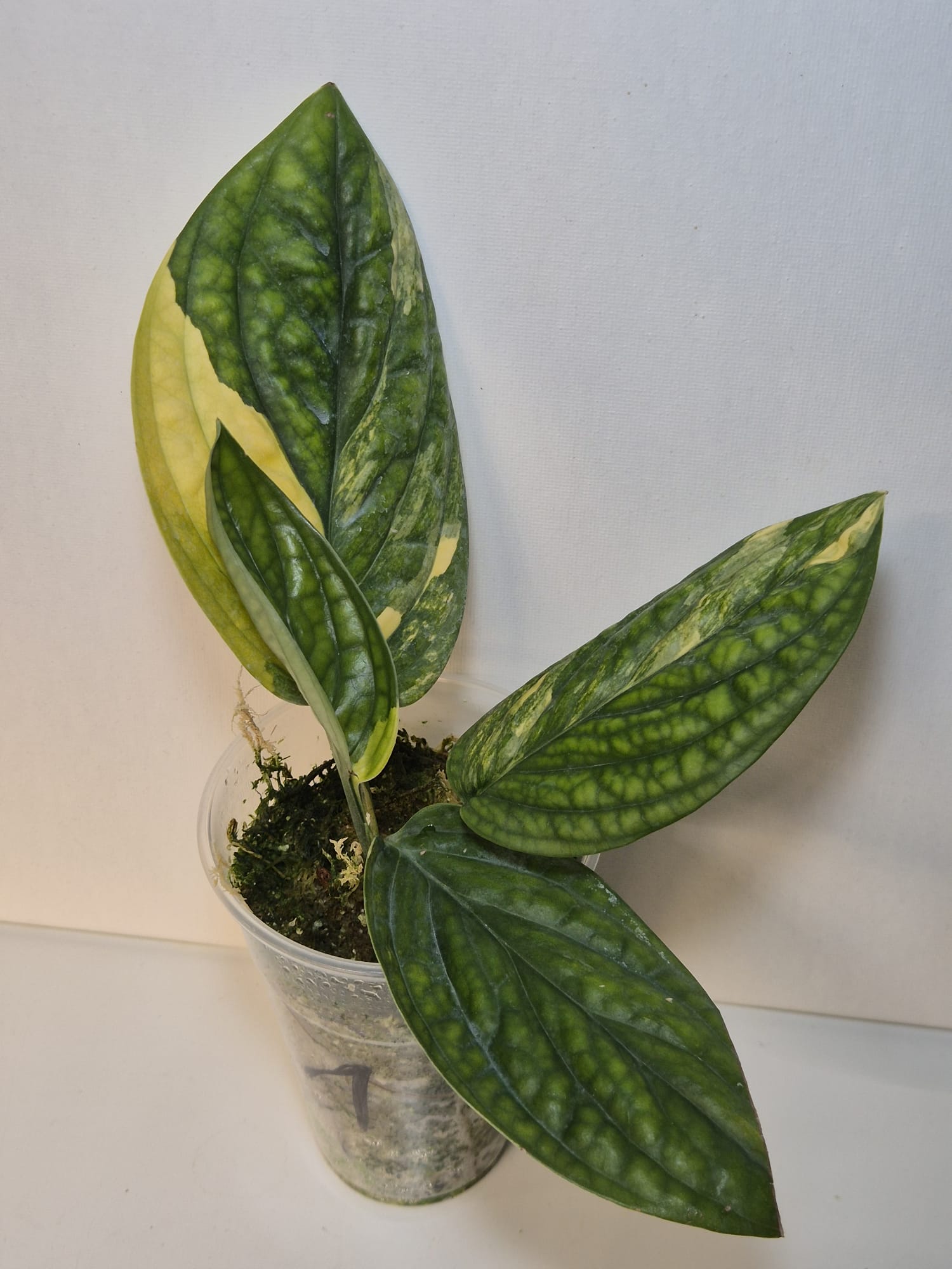 Monstera Karstenianum 'Peru' Variegata