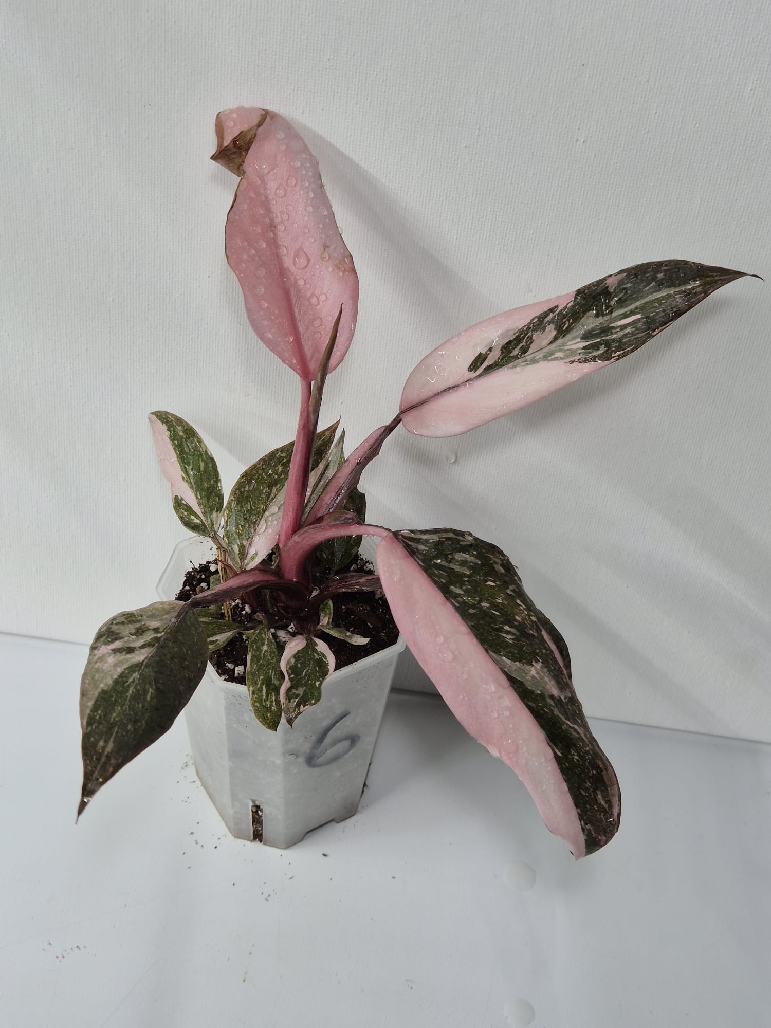 Philodendron Pink Princess Galaxy – dekorative Zimmerpflanze mit einzigartigem Farbspiel