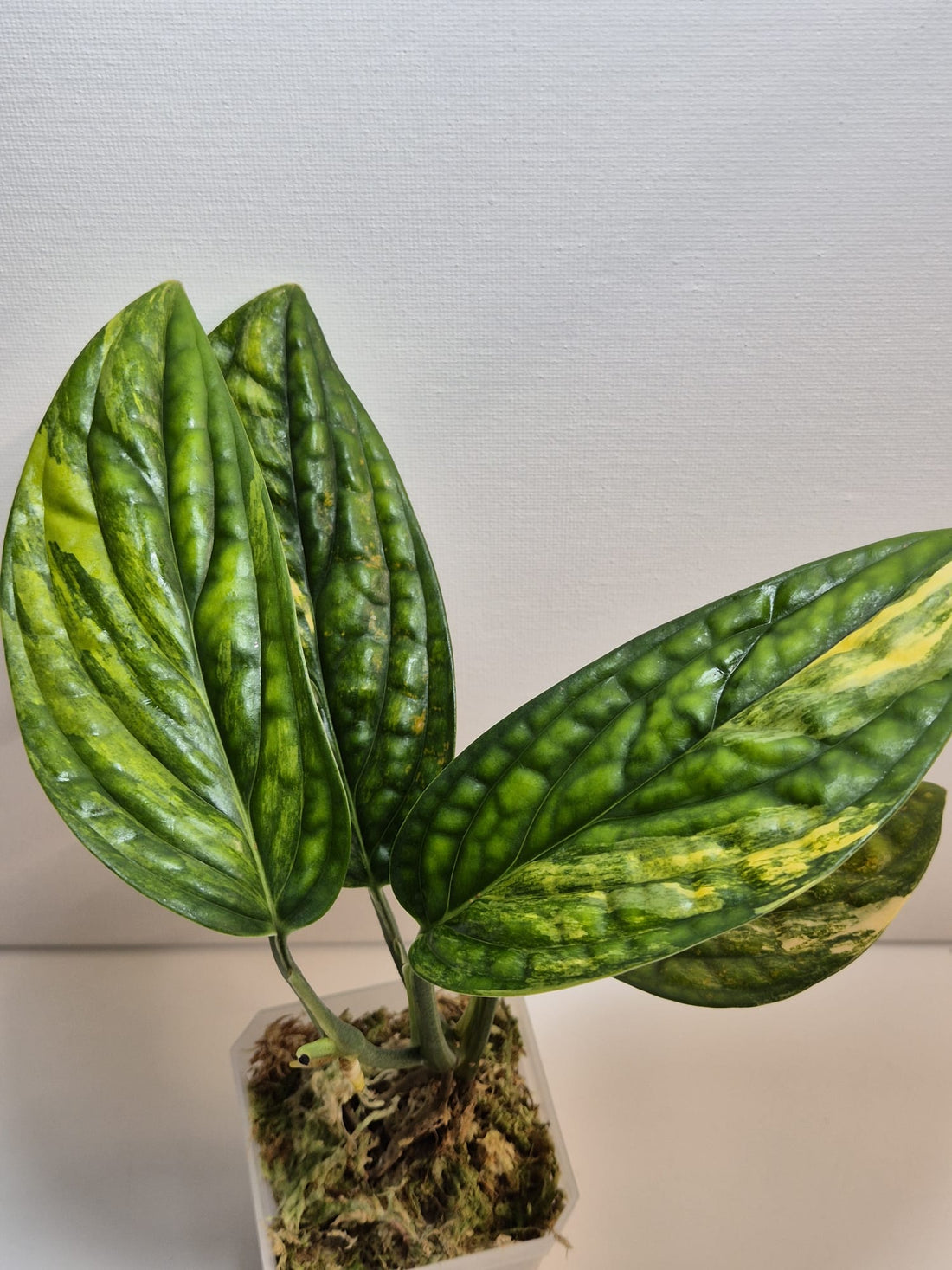 Monstera Karstenianum 'Peru' Variegata