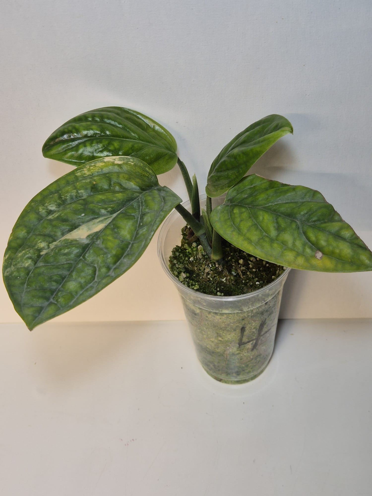 Monstera Karstenianum 'Peru' Variegata